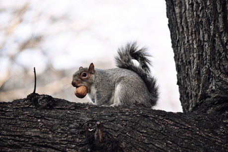 Squirrel Central Park