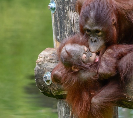 Echte Moeder Liefde Zoentje ...