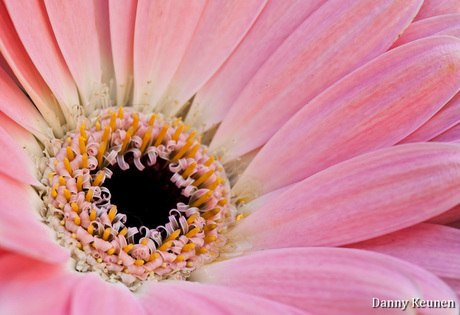 Macro flower