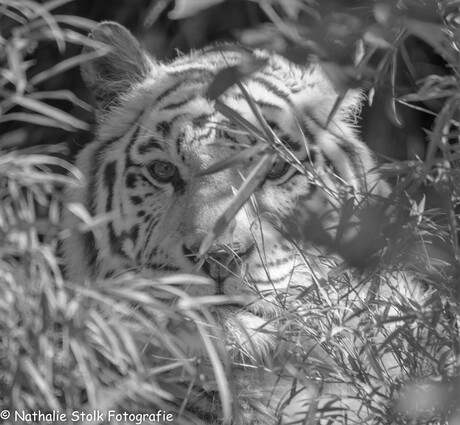 Wtte Tijger Maxi in Amersfoort