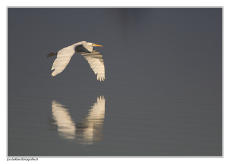 zilverreiger