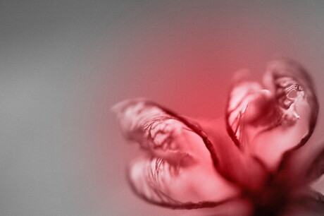 Two hearts beat as one