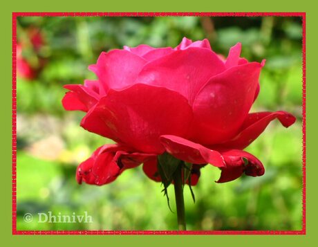 Rode rose