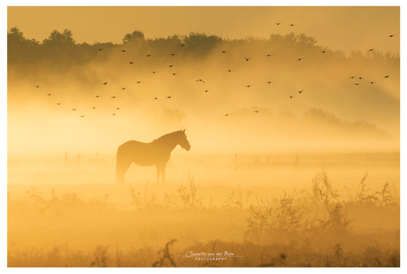 paard in de mist