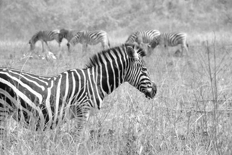 Zebra zwart/wit