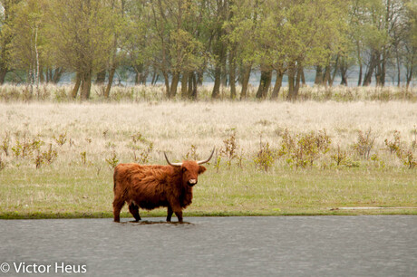 Schotse Hooglander