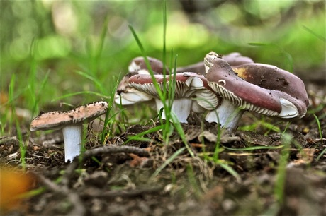 paddestoelen (erg) dicht bij elkaar