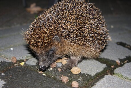 egel in achter tuin