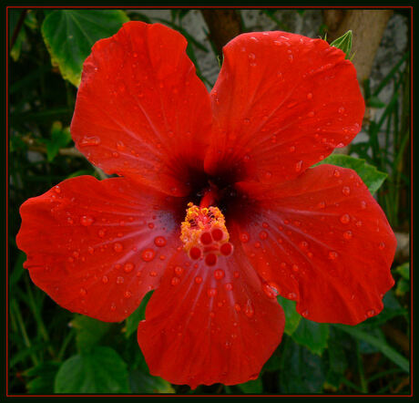 Hibiscus