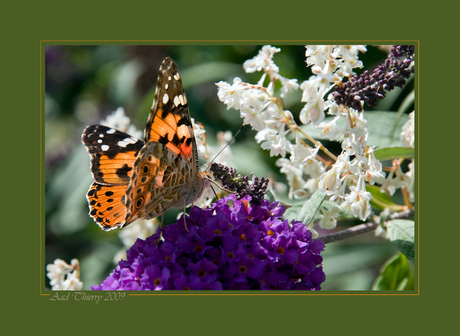 Distel vlinder 2