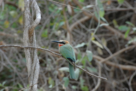 bee eater