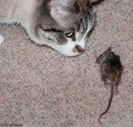 kat en muis