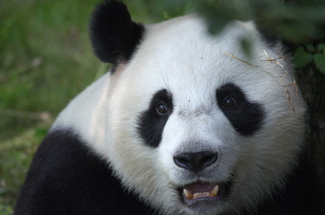 Panda ziet voedsel