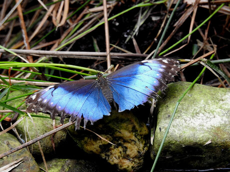 Blauwe of Blue Morph Mexico