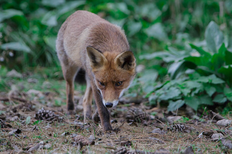 Red Fox (Vulpes vulpes)-5