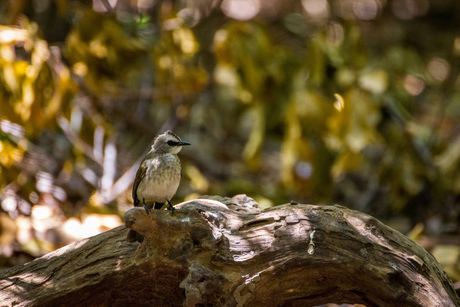 yellow-vented bulbul