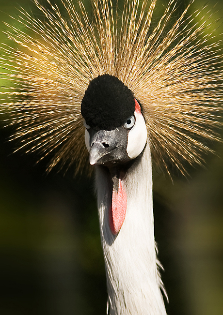 Kroonkraanvogel Burgers Zoo