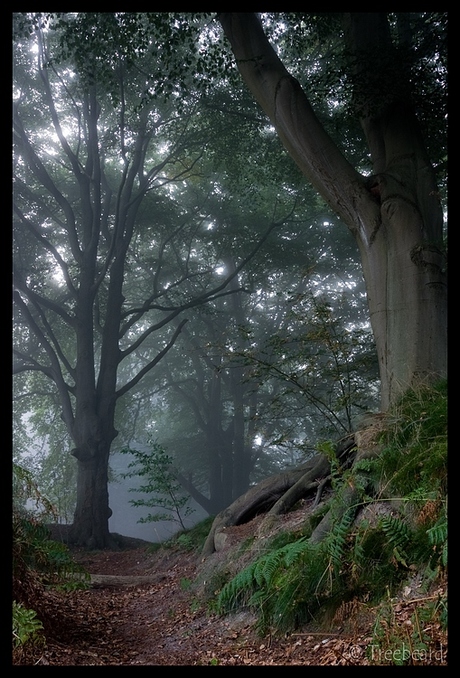 mist in het bos