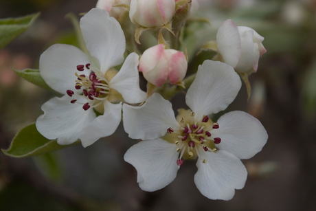 De Betuwe