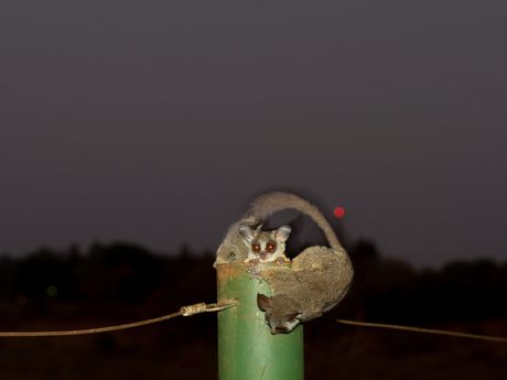 Bush baby in the Kruger Park