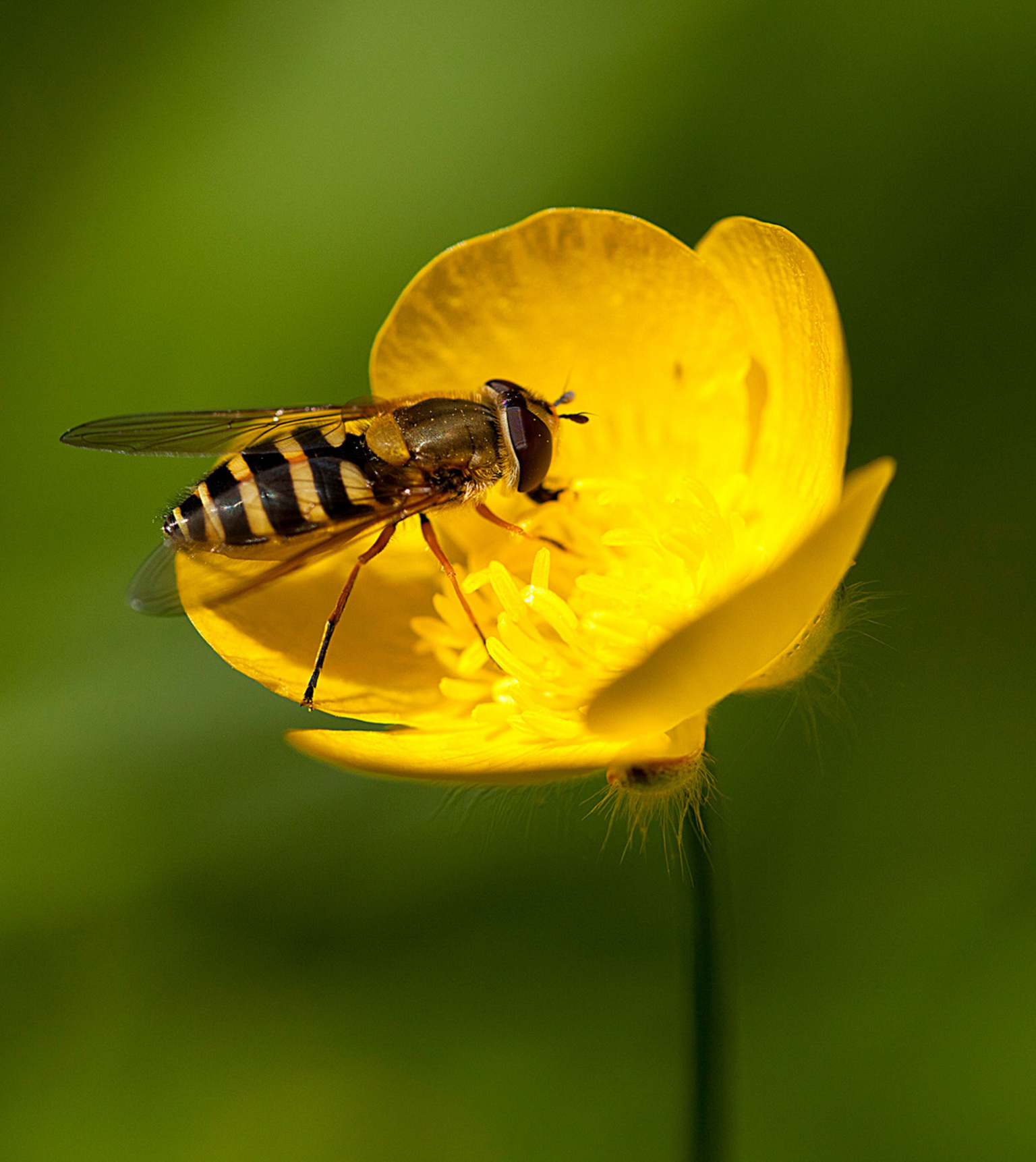 Buttercup Buttercup