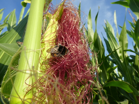 Maïs is voedsel voor insecten