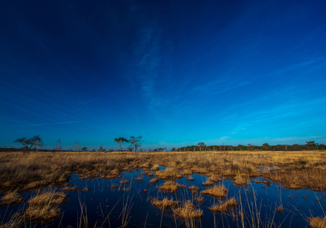 Kalmthoutse heide op een eerste lentedag