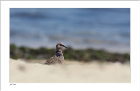 duif op het strand