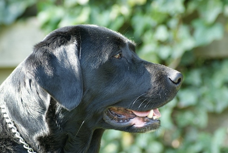 labrador Luna