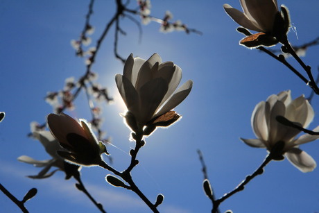 Magnolia's in de zon
