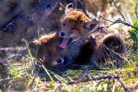 twee kleine vosjes