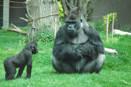 kleine gorilla met vader