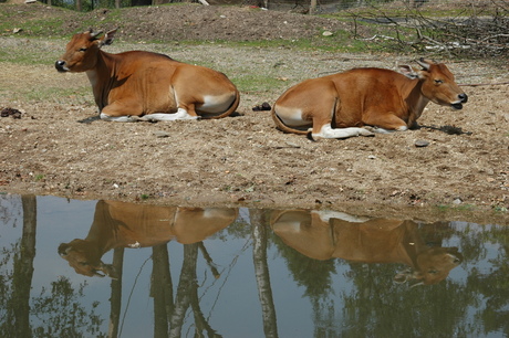 Siesta