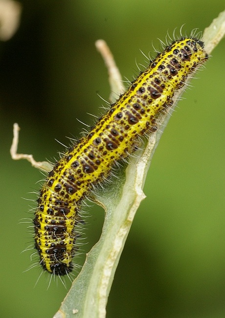 rups van groot koolwitje