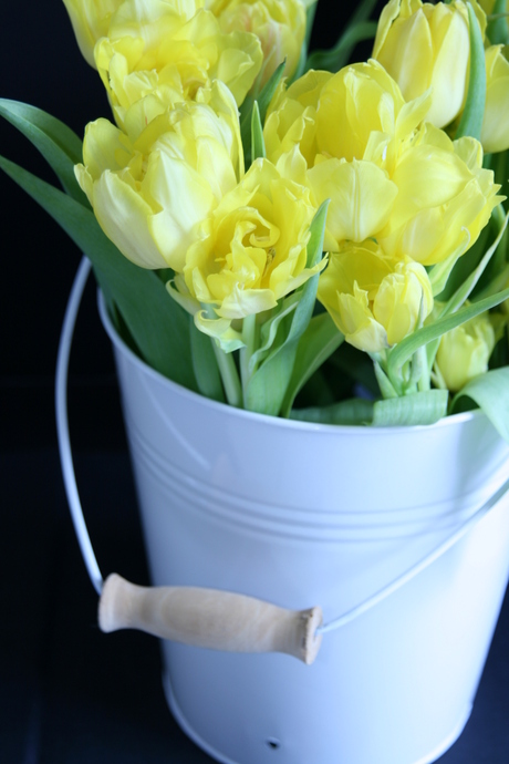 Tulips in bucket
