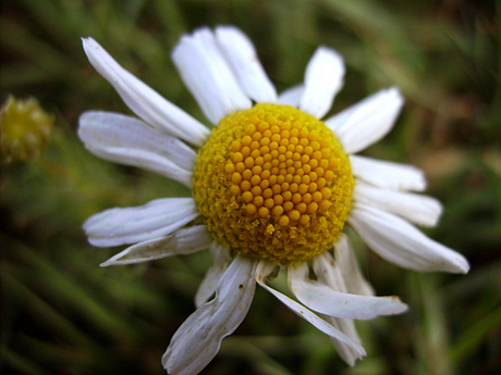 fleurige fleur