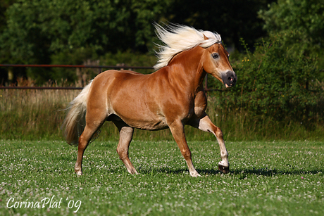 Gouden paardje..