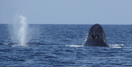 Walvis met vriendje