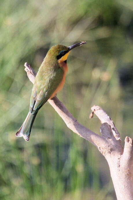 Little Bee-eater met prooi