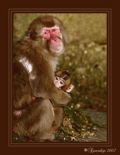Baby Makaak met Moeder