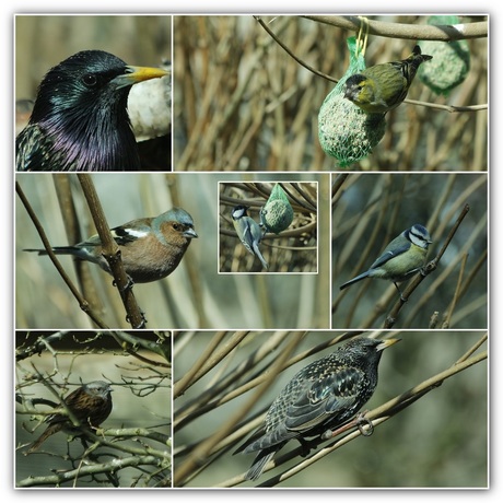 Vogels bij ons in de tuin