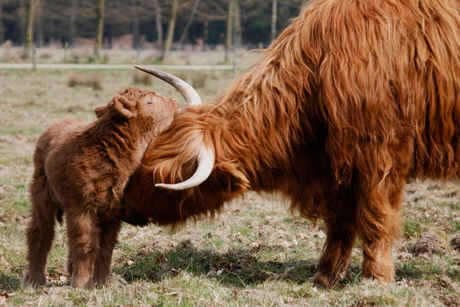 Hooglander met kalf 02