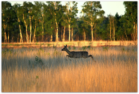 Jumping Deer