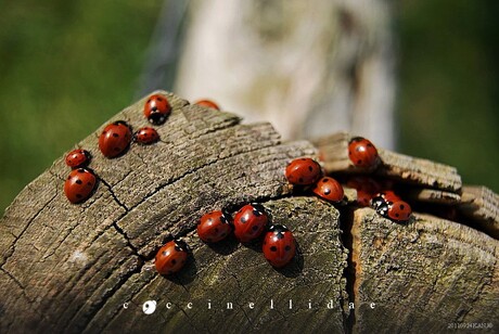 Ladybird 7