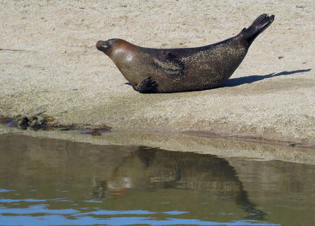 zeehond