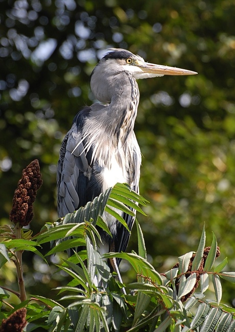 een bluawe reiger