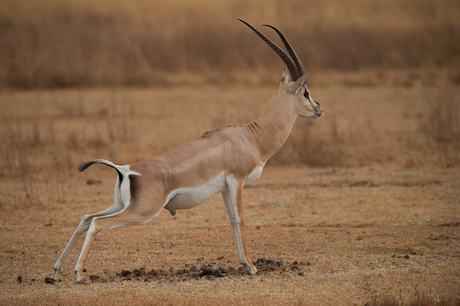 Grant's Gazelle