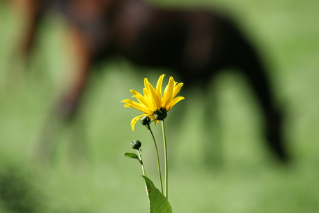 (Paarden)Bloem