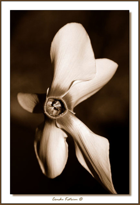 Sepia bloem