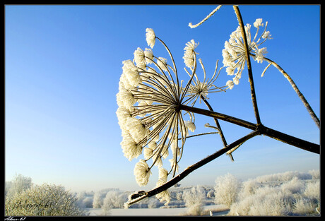 Frozen Flowers